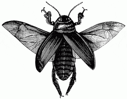 cockroach_1_lg
