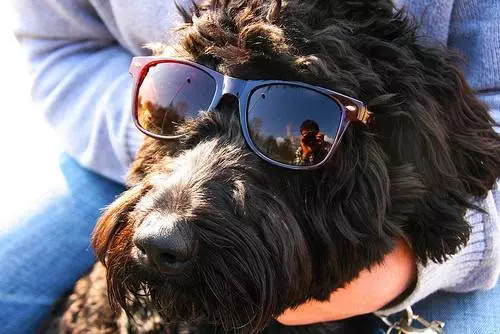 Photo of Nige the dog, by Chris Ball