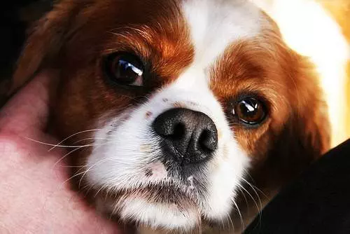 Photo of King Charles Spaniel at Abbey Inn by Chris Ball