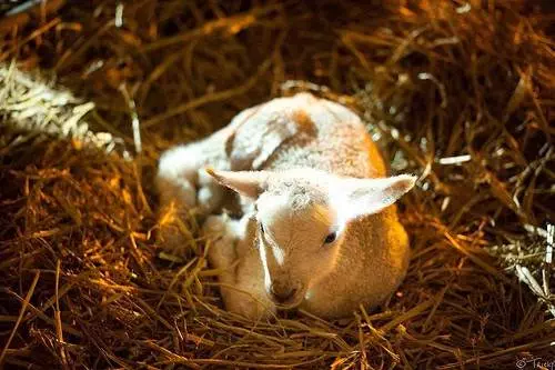 Lambing Live @ Cannon Hall Farm Lambing Live @ Cannon Hall Farm by Rick Harrison
