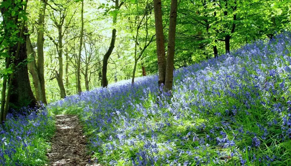 Woolley Woods Woolley Woods, Sheffield