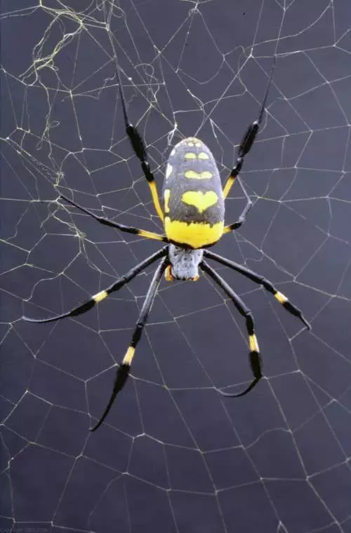 Spiders 2 Credit 2011 OSG 2011 OSG Copyright Christine Ortlepp 2005