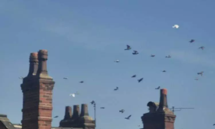 pigeons
