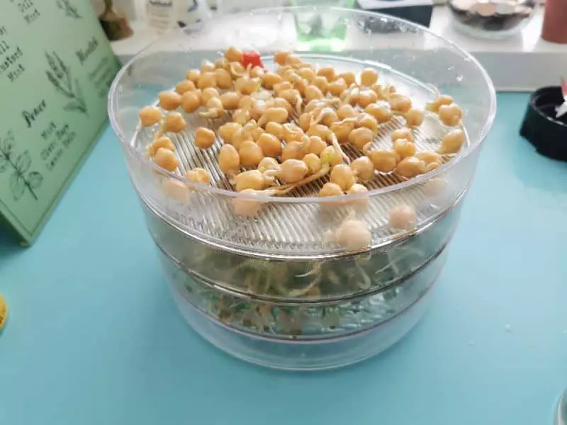 Chickpea sprouts